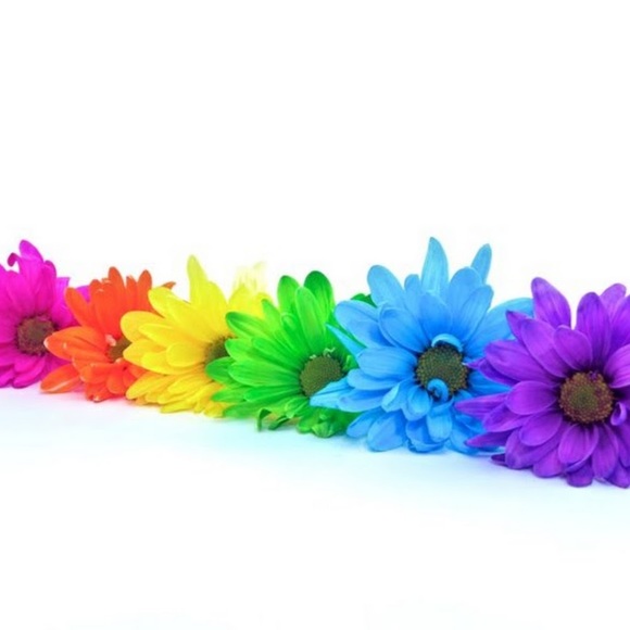 Meet your Posher, Ruby - Picture 1 of 1